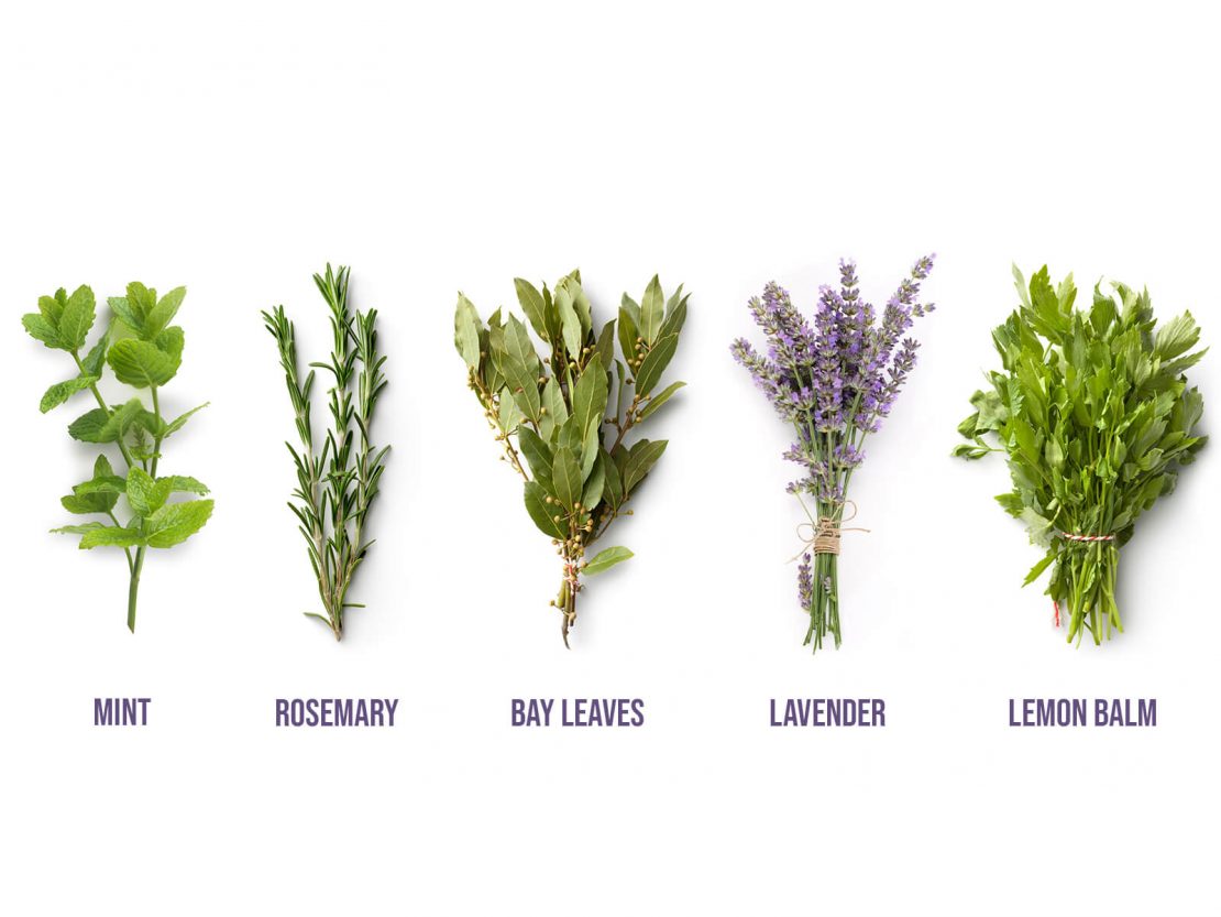 Start Selling Bulk Herbs Online With GreenDropShip