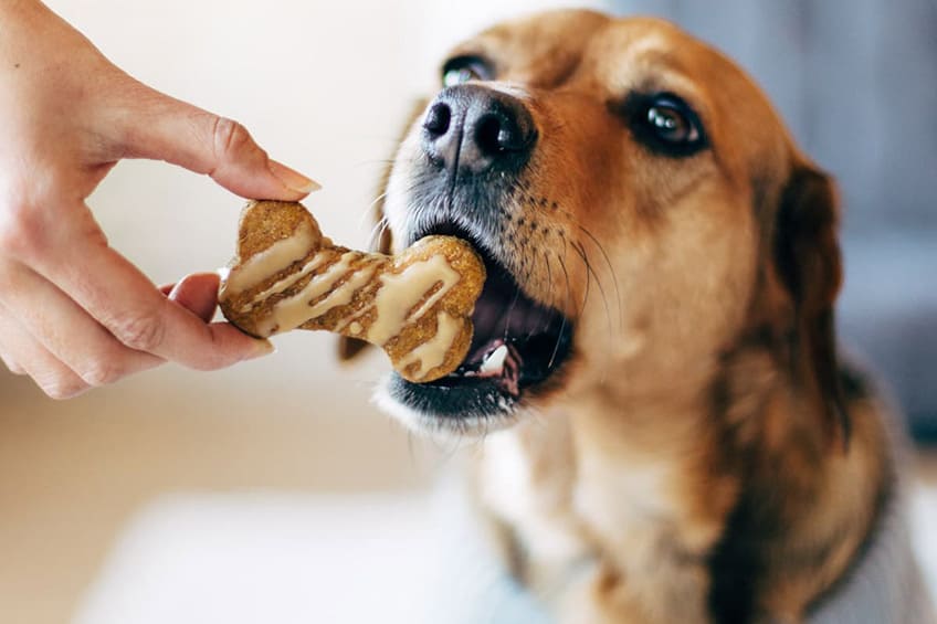 How Do I Find Bulk Wholesale Dog Treats?