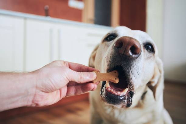What Should I Look For In Natural & Organic Wholesale Dog Treats?