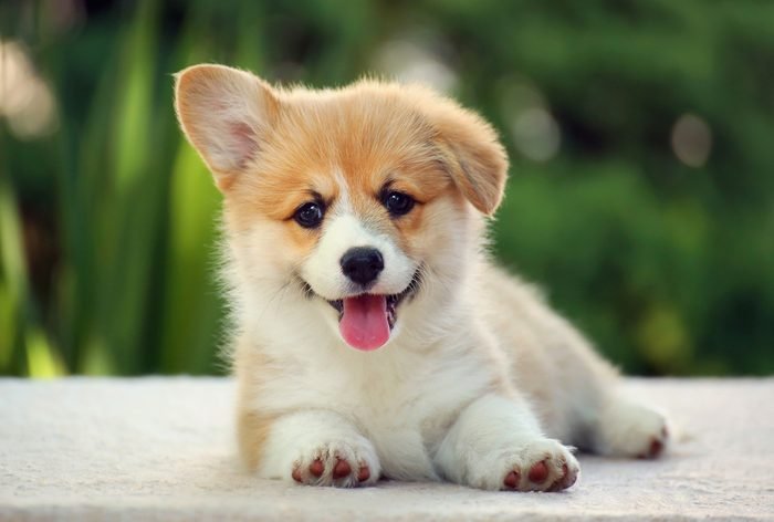 Why Is It Better To Sell New & Emerging Brands Of Dog Treats?